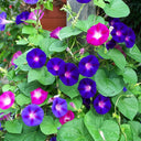 Mixed Color Morning Glory Seeds, 200 Seeds