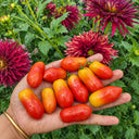 1114 Laura #5 Micro Dwarf Tomato, 5 Seeds