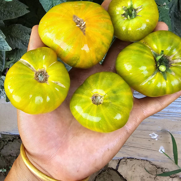 604 Eden Micro No. 4 Tomato, 3 Seeds