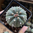 Astrophytum asterias, 3cm