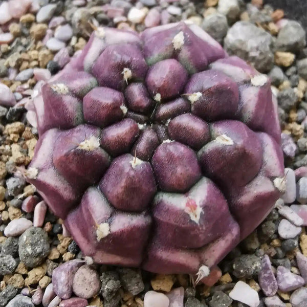 Gymnocalycium mihanovichii 'Day Dream', 2.5cm