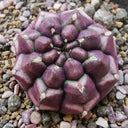 Gymnocalycium mihanovichii 'Day Dream', 2.5cm