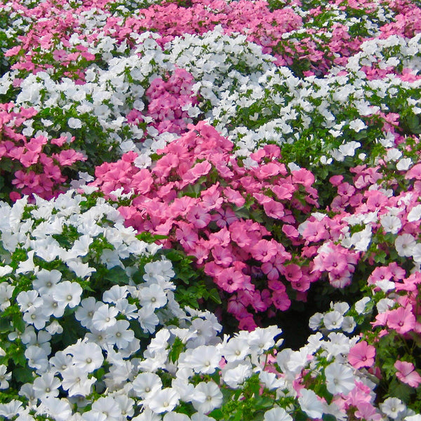 Flower Mallow (Lavatera trimestris) Seeds, 100 Seeds