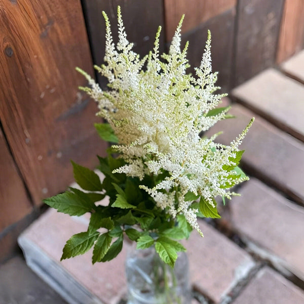 Goat's Beard, 10 Seeds