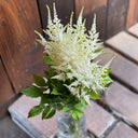 Goat's Beard, 10 Seeds