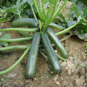 'Black Empress' Zucchini Seeds, 10 Seeds