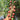 723 French Blue Cherry Tomato, 5 Seeds