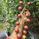 723 French Blue Cherry Tomato, 5 Seeds