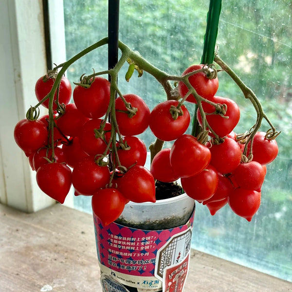 'Evita' Mini Potted Tomato Seeds