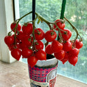 'Evita' Mini Potted Tomato Seeds