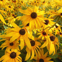 Hezhichun Dwarf Black-eyed Susan Seeds, 1g