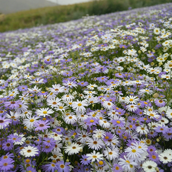 Swan River Daisy, 1g