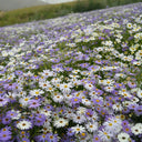 Swan River Daisy, 1g