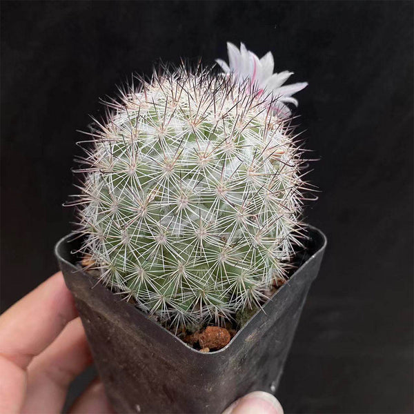 Mammillaria albicans, 3-4cm