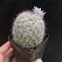 Mammillaria albicans, 3-4cm
