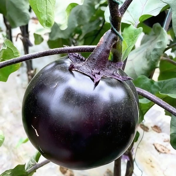 'Heiyuanshuai' Round Eggplant Seeds, 100 Seeds
