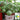 Linglong Yellow Watermelon, 20 Seeds