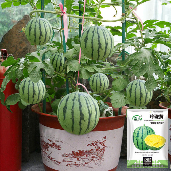Linglong Yellow Watermelon, 20 Seeds