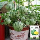 Linglong Yellow Watermelon, 20 Seeds