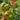 575 The Eighth Wonder of the World Tomato, 5 Seeds