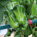 Spicy No.1 Chili Pepper Seeds, 100 Seeds