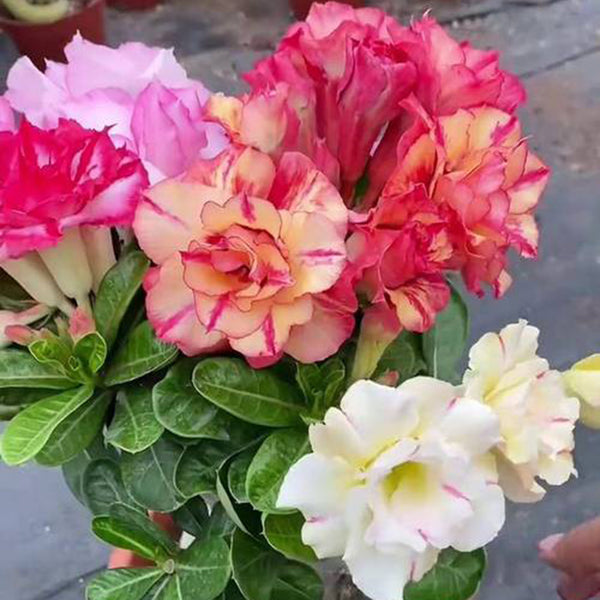Desert Rose Mixed Colors, 20 Seeds