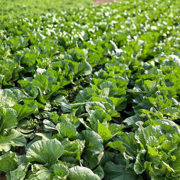 Jiemei 203 Xiayang Chinese Cabbage Seeds, 10g