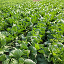 Jiemei 203 Xiayang Chinese Cabbage Seeds, 10g