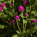 Hezhichun Purple Globe Amaranth Seeds, 1g