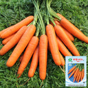 'Zhongyu 1870 F1' Carrot Seeds, 5g