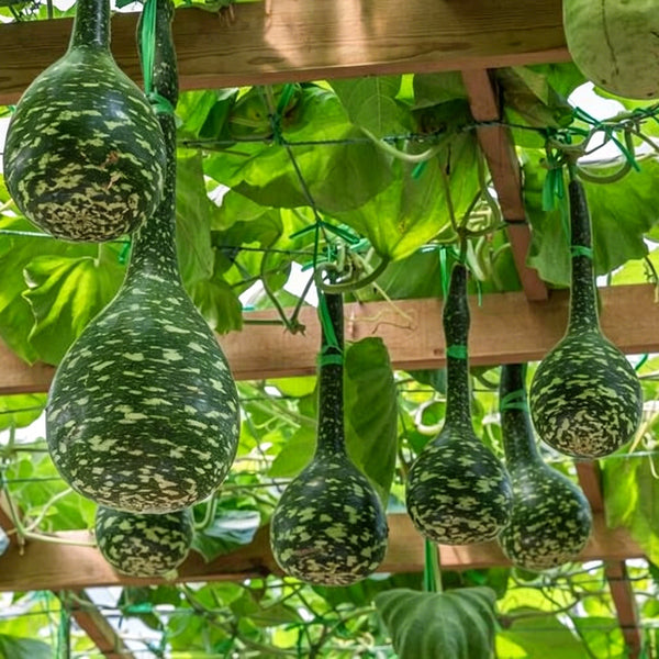 Swan Gourd, 15 Seeds