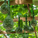 Swan Gourd, 15 Seeds