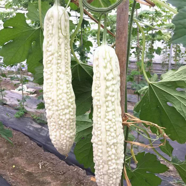 White Jade Bitter Gourd Seeds, 10g