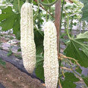 White Jade Bitter Gourd Seeds, 10g