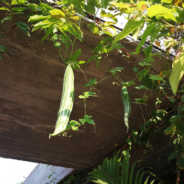 Argentina Snake Gourd, 10 Seeds