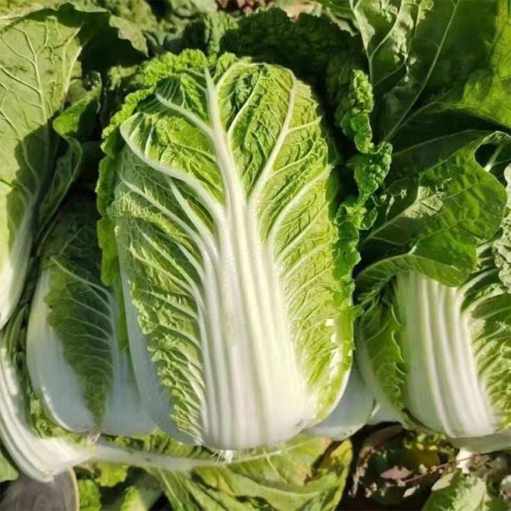 Shiny Green No.3 Chinese Cabbage Seeds, 5 × 4g Bags