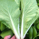 Creamy Baby Bok Choy Seeds, 5 × 5g Bags