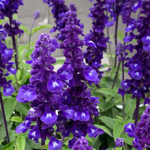 Hezhichun Blue Sage, 50 Seeds