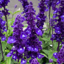 Hezhichun Blue Sage, 50 Seeds