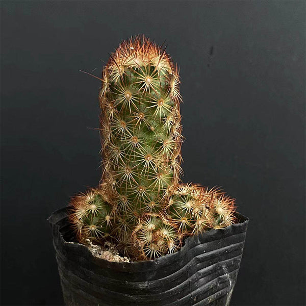 Mammillaria elongata, 5-8cm