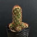 Mammillaria elongata, 5-8cm