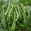 Huajun No.13 Snap Bean Seeds, 10g