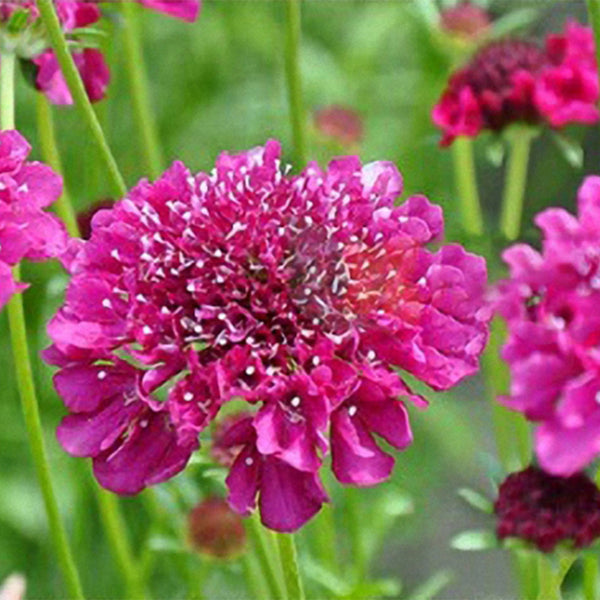 Purple-red Pincushion Flower Seeds, 200 Seeds