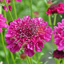 Purple-red Pincushion Flower Seeds, 200 Seeds
