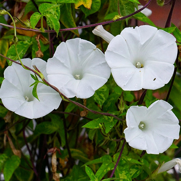 Polar Fox Morning Glory, 3 Seeds