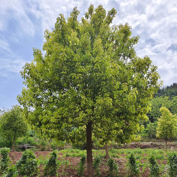 Small Leaf Camphor Tree, 100 Seeds