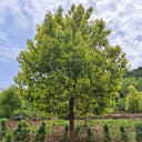 Small Leaf Camphor Tree, 100 Seeds