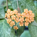 Hoya fitchii, 5 Cuttings
