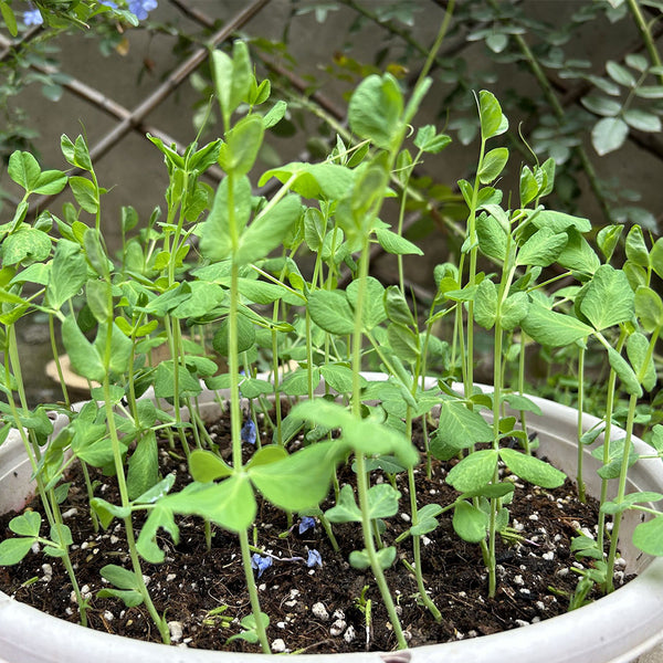 Sweet Crispy Pea Shoots Seeds, 50g