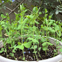 Sweet Crispy Pea Shoots Seeds, 50g